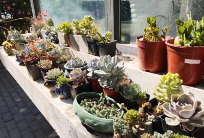 香油渣子怎么给花施肥 用油渣制作肥料正确方法