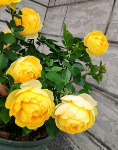 黄色灌木月季金丝雀优缺点 金丝雀花期长 有刺但不多