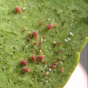 生物防治红蜘蛛的方法 高温对红蜘蛛容易爆发的影响