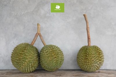 长柄榴莲是什么品种 口感好吃的泰国长柄榴莲的特点