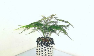 室内的攀爬植物有哪些 适合室内养的攀爬植物推荐