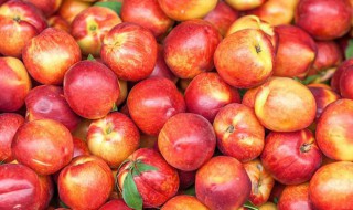 油桃几月份成熟 油桃的成熟时间是几月呢