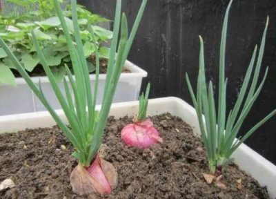 洋葱什么时候移栽最好 洋葱苗的移栽时间和方法