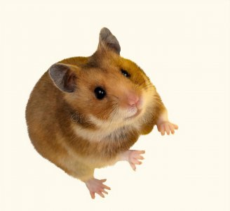 仓鼠一般能活多久 通常仓鼠的寿命也就两三年时间