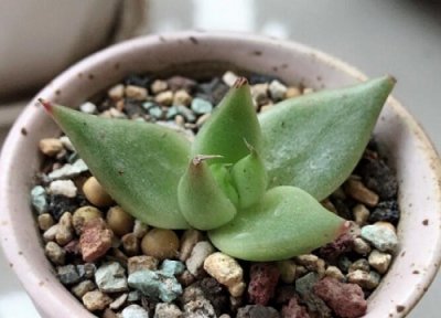 多肉没根能活吗 多肉养殖注意事项