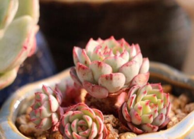 多肉能开花吗 属于开花植物