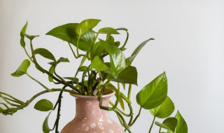 水萝怎么养才能更旺盛 水养水萝的技巧