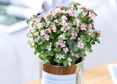 金枝玉叶如何养护轻松变老桩 多肉金枝玉叶花怎么养变老桩