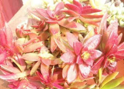 红叶祭多肉什么时候分盆最佳 红叶祭多肉怎么分盆容易成活