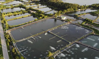 蓝藻鱼怎么养才能更旺盛 鱼塘有蓝藻鱼怎么养活