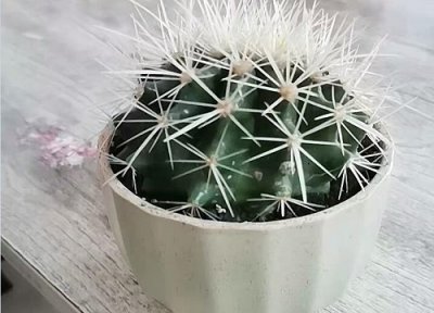 仙人球怎么养护冒满小仔 仙人球长太多小球该咋养