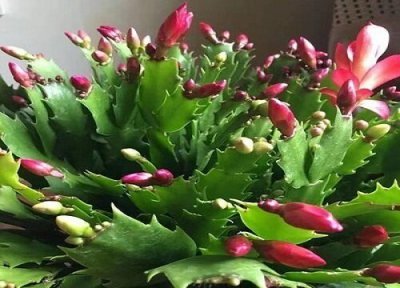 冬天蟹爪兰发软耷拉怎么办 如何养护叶片饱满挺拔