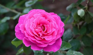 什么地方适合种植蜻蜓 啥地方适合种植蜻蜓