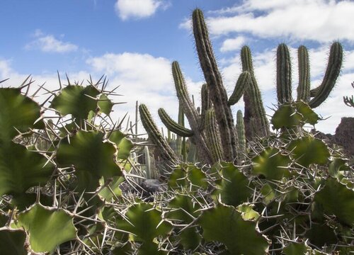 仙人掌什么季节开花