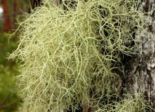 树花生长在什么地方