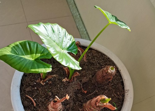 滴水观音怎么换土