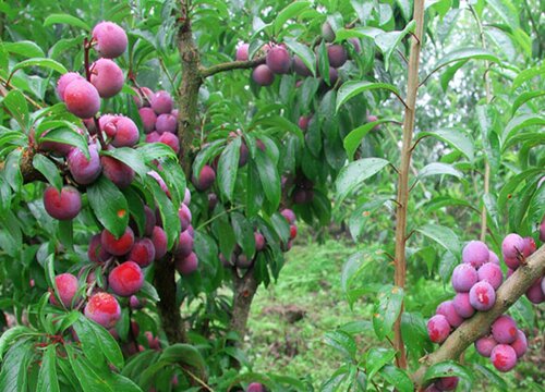 脆红李几月份成熟