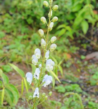 雪上一枝蒿的功效与作用