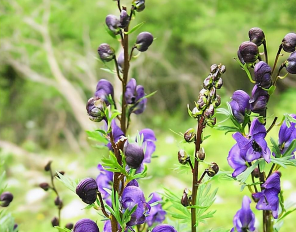 雪上一枝蒿的功效与作用