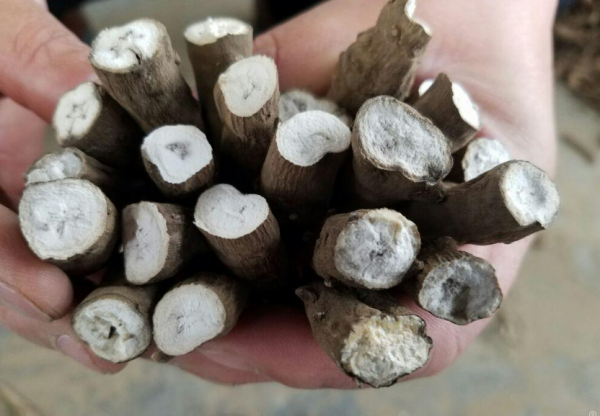 雪上一枝蒿的功效与作用