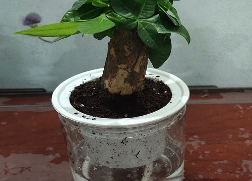 小发财树烂根怎么补救