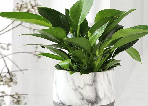 金钻蔓绿绒可以水培吗