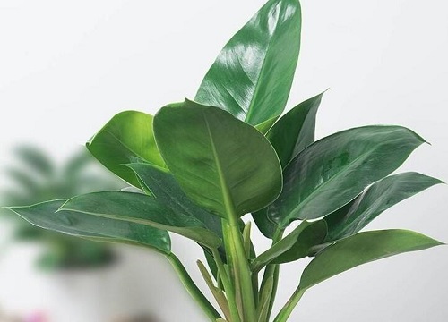 金钻蔓绿绒可以水培吗