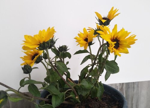 葵花花期是什么时候