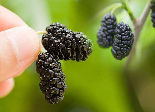 南方桑果什么时候成熟