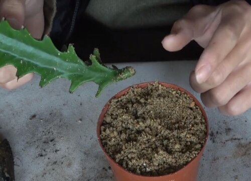 龙骨花喜欢阳光吗