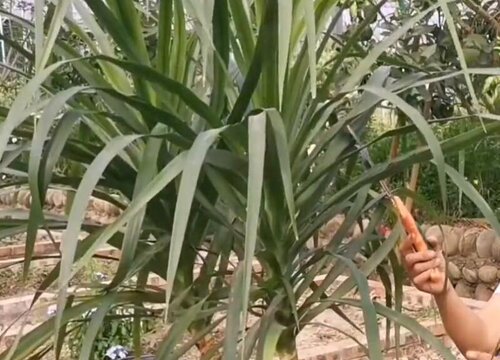 龙须树剪枝能插活吗