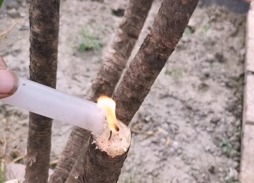 龙须树剪枝能插活吗