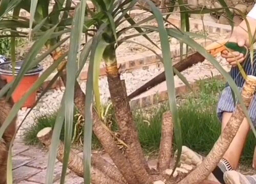 龙须树剪枝能插活吗