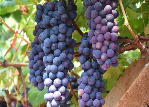 从日本引进的水果品种