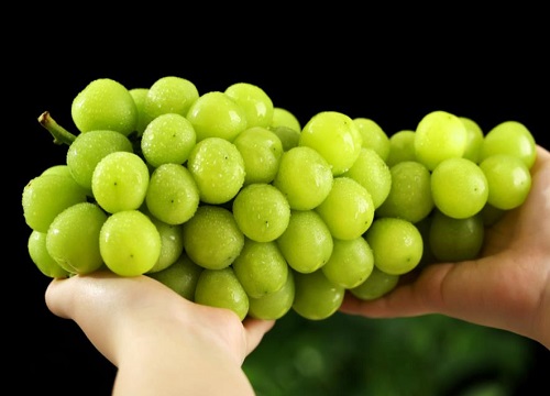 从日本引进的水果品种