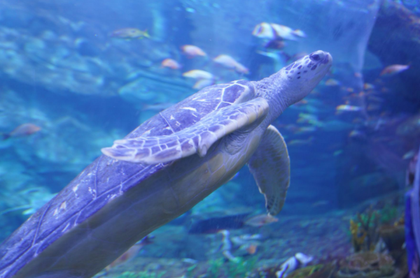 海龟的活动方式和特点