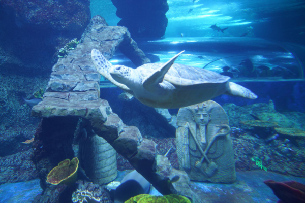 海龟的活动方式和特点