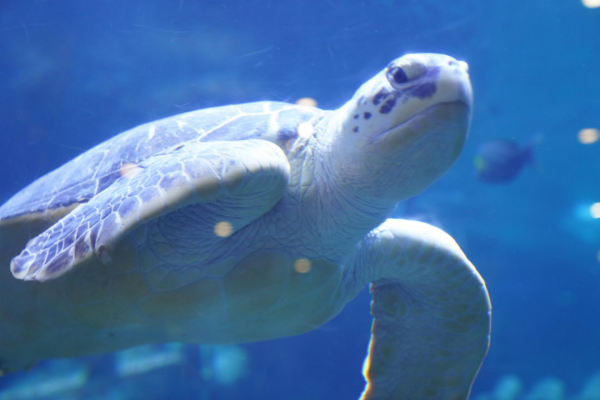 海龟的活动方式和特点