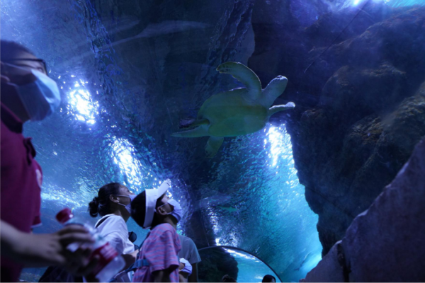 海龟的活动方式和特点