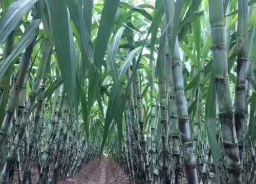 广西哪里的甘蔗最出名