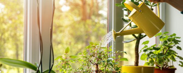 冬天怎么给花浇水