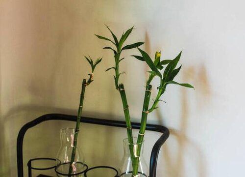 富贵竹如何水培养的翠绿粗壮