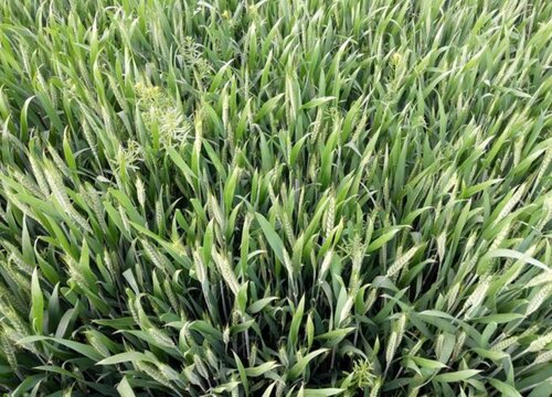 中国十大小麦新品种前十名