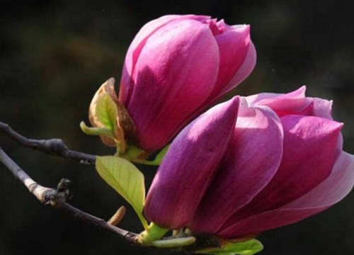 紫色玉兰一年开几次花