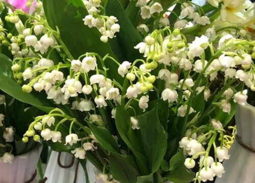 铃兰花期是什么时候