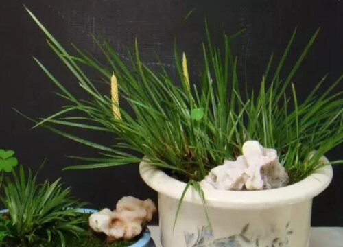 石菖蒲开花是什么样子