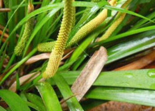 石菖蒲开花是什么样子