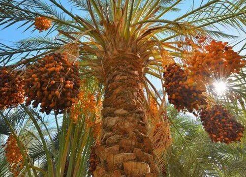 海枣树病虫害防治技术与方法措施