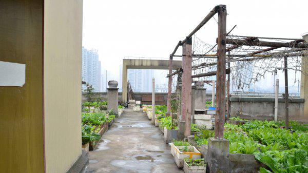 楼房凤凰层什么意思