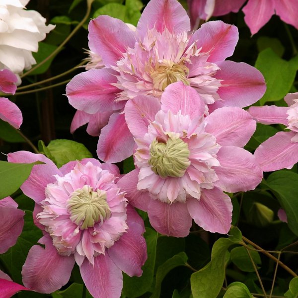 推荐必买铁线莲三类勤花